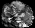 Carnation I