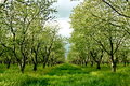 Spring Orchards