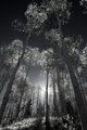 enchanted