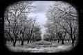 orchards