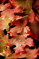 shades of fall