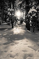 pine grove