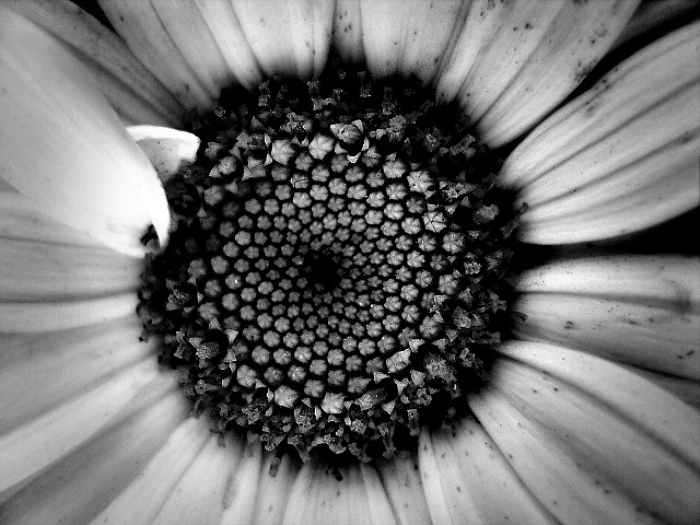 Day 24 - Centre'