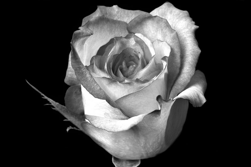 Rose II