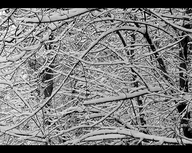 Branch Crop