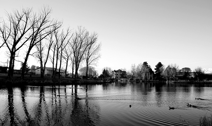 The pond.