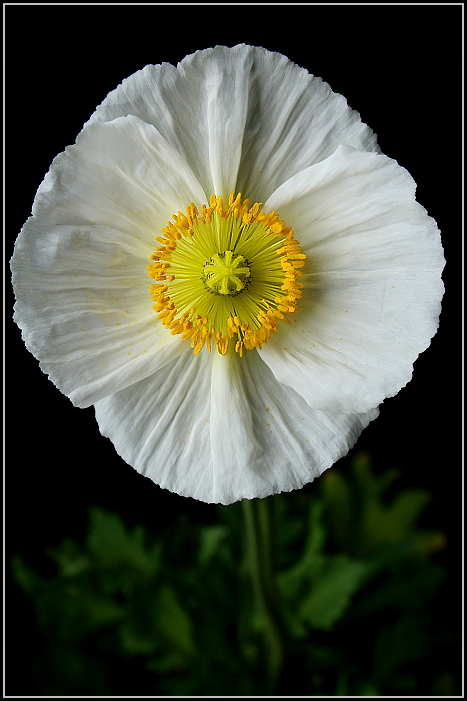 Iceland Poppy