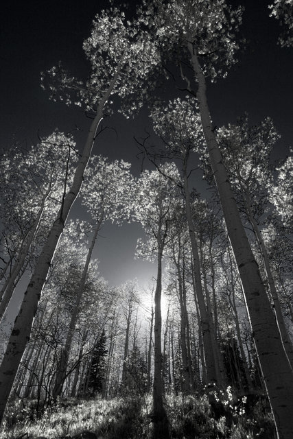 enchanted