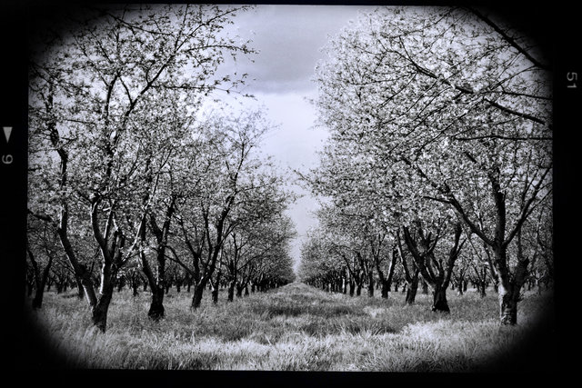orchards