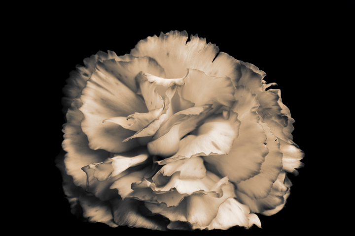 carnation II