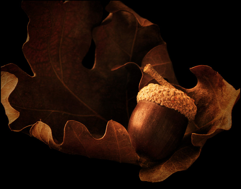 littlest acorn