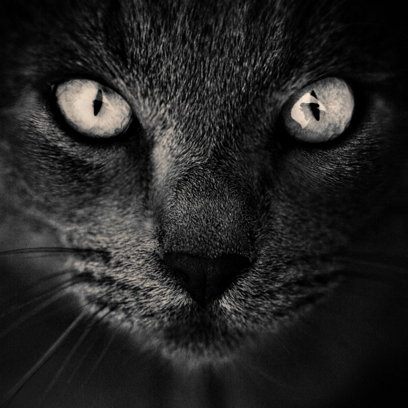 fuzzy nose