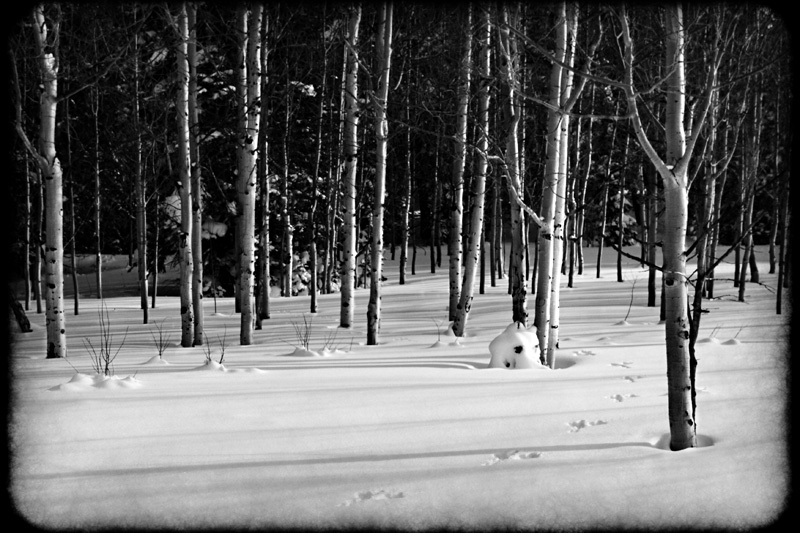 silver woodland