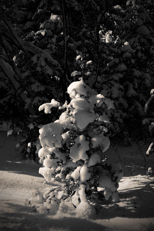 the littlest tree