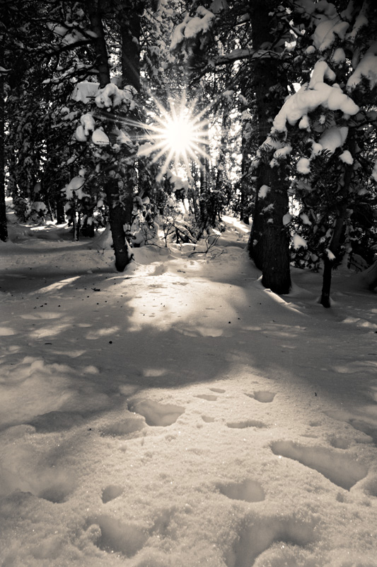 pine grove