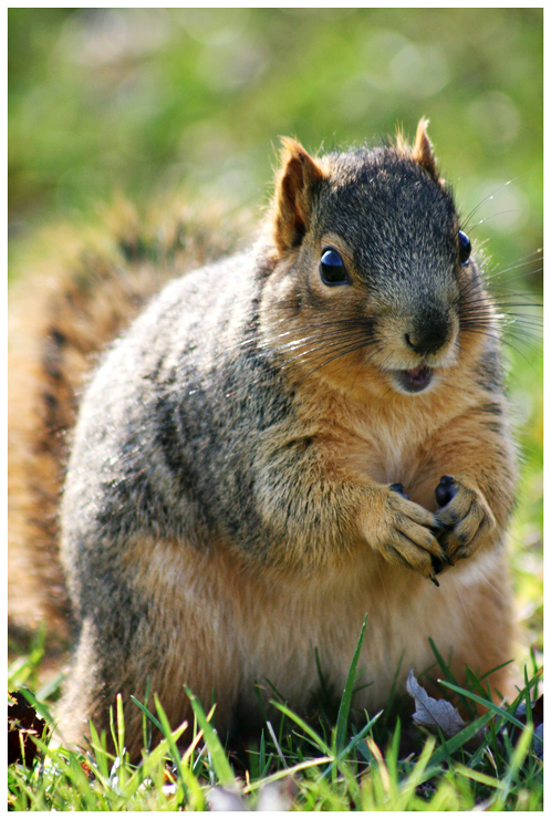 Squirrel