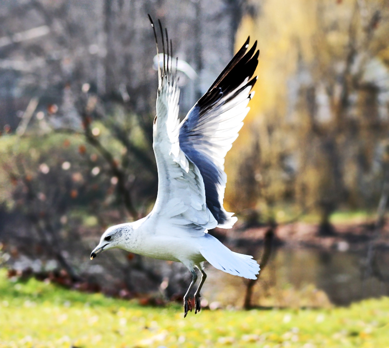 Gull