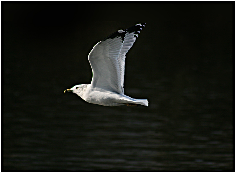 Soaring