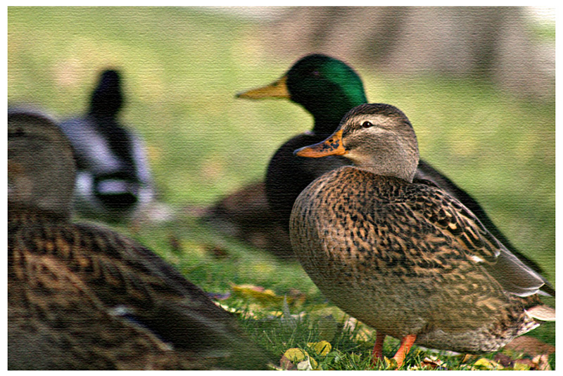 duckies!