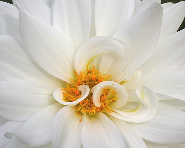 Circular Dahlia