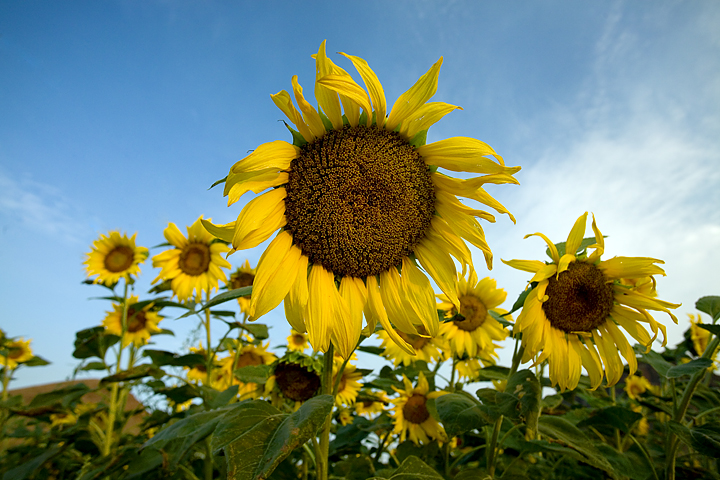 Sunflowers