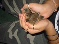 The Birdy Bunch