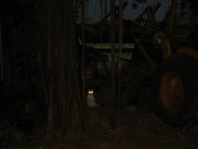 nalo cat