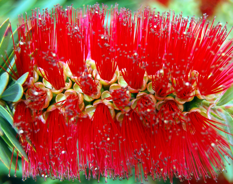 Flower side 2.jpg