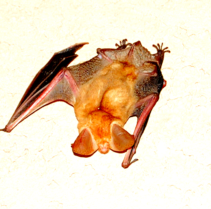 Bat1.jpg