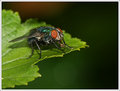 Fly