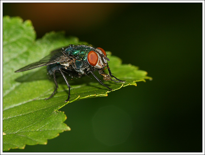 Fly