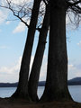 Three Trees