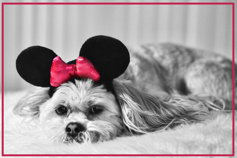 Lillie Mouse