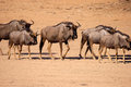 Blou Wildebeest at Urikaruus.jpg