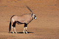 Gemsbok Bull.jpg