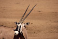 Gemsbok Horns.jpg