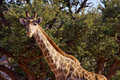 Giraffe and Camelthorn Tree.jpg