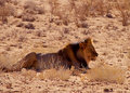 Lion nap time.jpg