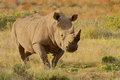 Rhino.jpg