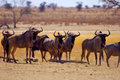 Suspicious Wildebeest.jpg