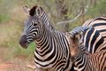 Mother and juvenile
