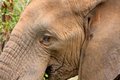 Jumbo meal