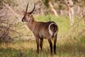 Water buck