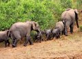 Elephant trail