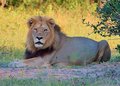 Young lion male