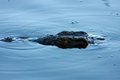 But beware below the surface