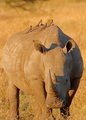 White Rhino