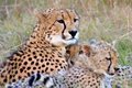 Mother and cubs