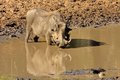 The watering hole