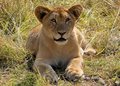young lion